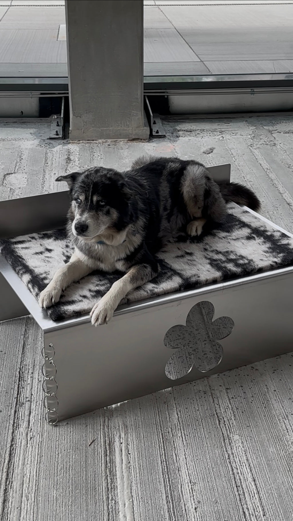 PIERCED COSMIC FLOWER Dog Bed
