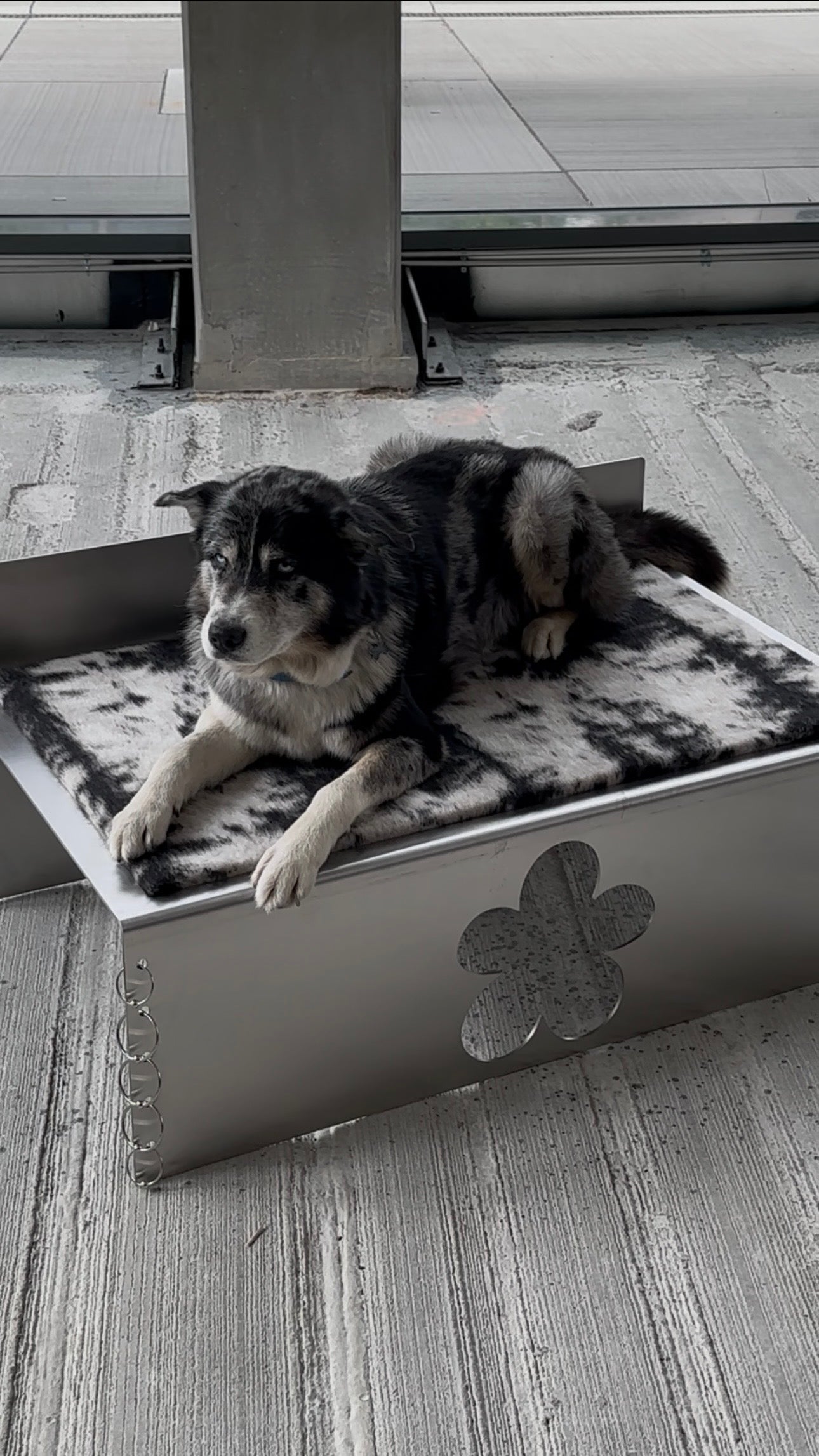 PIERCED COSMIC FLOWER Dog Bed