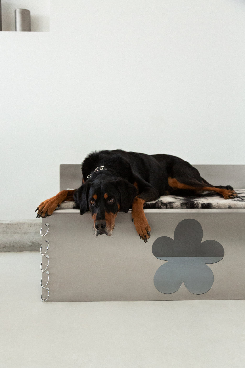 PIERCED COSMIC FLOWER Dog Bed